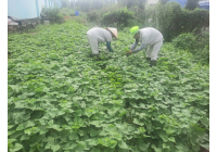 Công ty Trường Giang tự trồng rau cung cấp 100% rau rạch cho bếp ăn Công ty